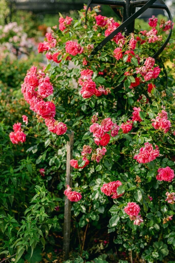 Vibrant pink climbing roses growing on a trellis in Burlington Botanical Gardens.